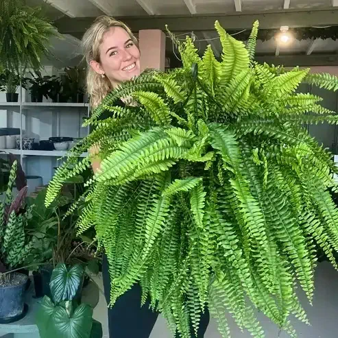 🔥 On Sale Only Today 🌱 UV-Resistant Lifelike Artificial Boston Fern - Image 1