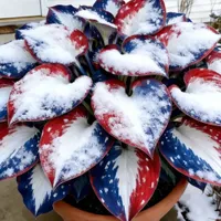 🎉Last Day Sale Off 50%🎉Celebrate America's 250th 🌱Premium Shade-Loving Hosta Seeds thumbnail 7