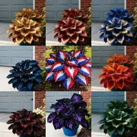 🎉Last Day Sale Off 50%🎉Celebrate America's 250th 🌱Premium Shade-Loving Hosta Seeds thumbnail 8