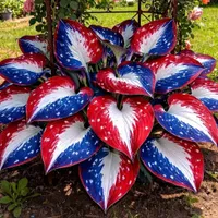🎉Last Day Sale Off 50%🎉Celebrate America's 250th 🌱Premium Shade-Loving Hosta Seeds thumbnail 10