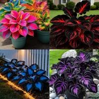 🎉Last Day Sale Off 50%🎉Celebrate America's 250th 🌱Premium Shade-Loving Hosta Seeds thumbnail 12