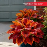 🎉Last Day Sale Off 50%🎉Celebrate America's 250th 🌱Premium Shade-Loving Hosta Seeds thumbnail 15
