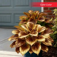 🎉Last Day Sale Off 50%🎉Celebrate America's 250th 🌱Premium Shade-Loving Hosta Seeds thumbnail 16