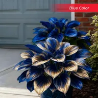 🎉Last Day Sale Off 50%🎉Celebrate America's 250th 🌱Premium Shade-Loving Hosta Seeds thumbnail 17