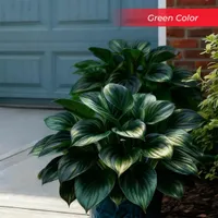 🎉Last Day Sale Off 50%🎉Celebrate America's 250th 🌱Premium Shade-Loving Hosta Seeds thumbnail 19