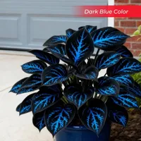 🎉Last Day Sale Off 50%🎉Celebrate America's 250th 🌱Premium Shade-Loving Hosta Seeds thumbnail 20