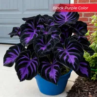 🎉Last Day Sale Off 50%🎉Celebrate America's 250th 🌱Premium Shade-Loving Hosta Seeds thumbnail 21