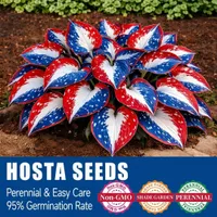 🎉Last Day Sale Off 50%🎉Celebrate America's 250th 🌱Premium Shade-Loving Hosta Seeds thumbnail 2