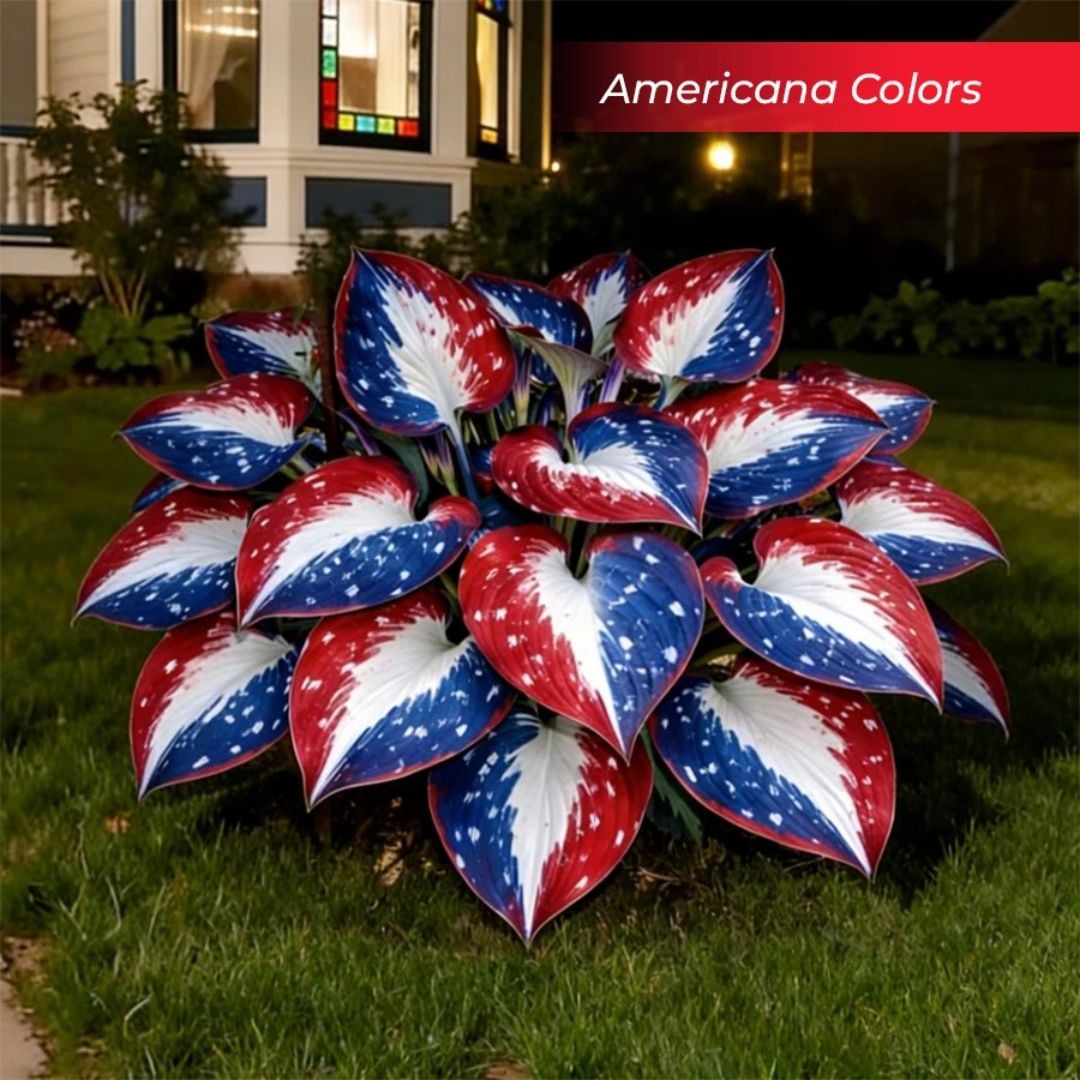 šLast Day Sale Off 50%šCelebrate America's 250th š±Premium Shade-Loving Hosta Seeds - Image 1
