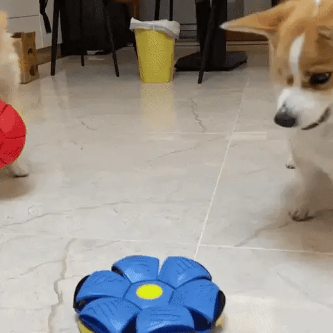 Doggy Disc Ball Hero