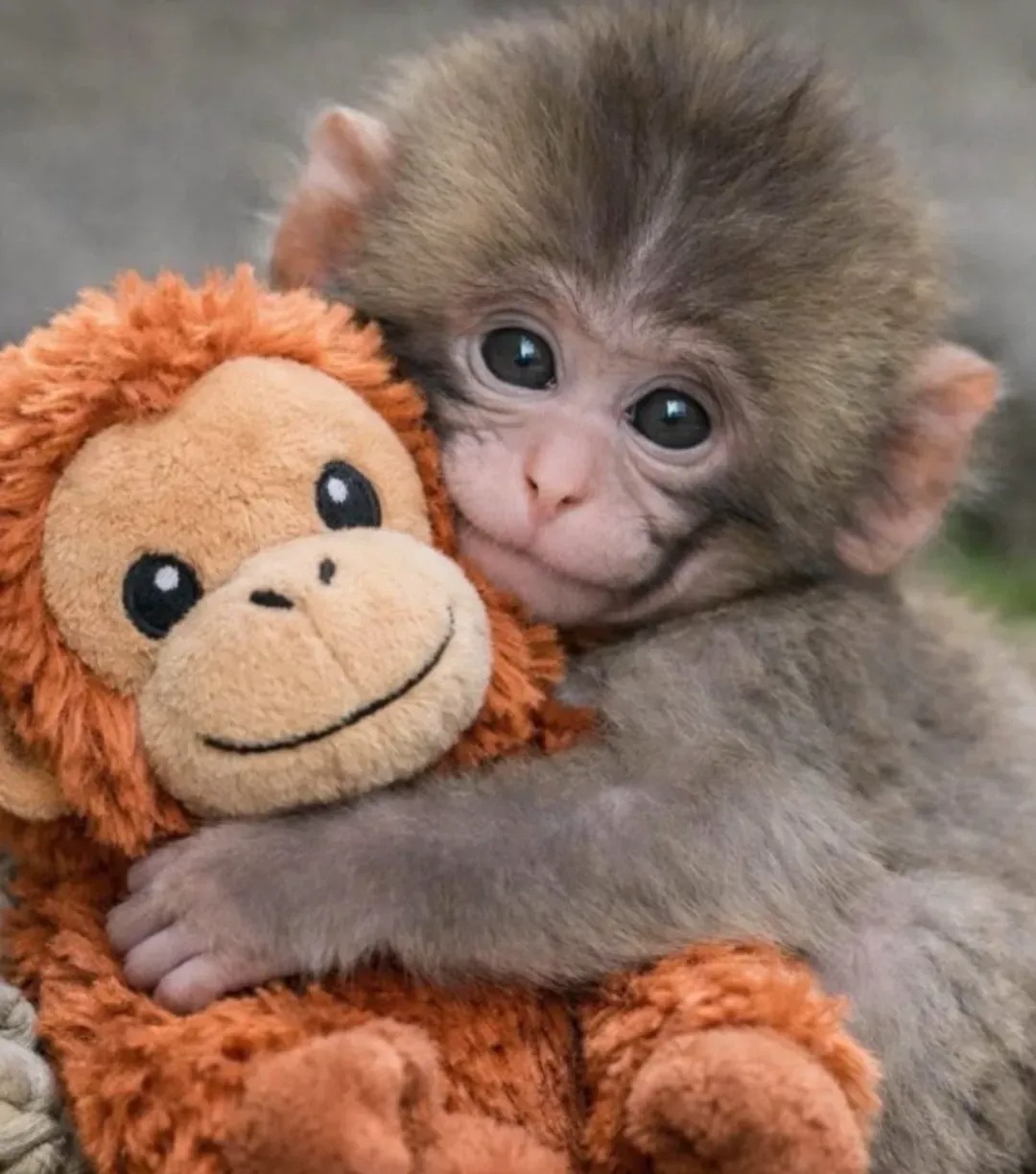 🐵 3D Viral Punch Monkey Keychain 💕🎁Emotional Gift for Animal Lovers, Family, Friends, Loved Ones thumbnail 2