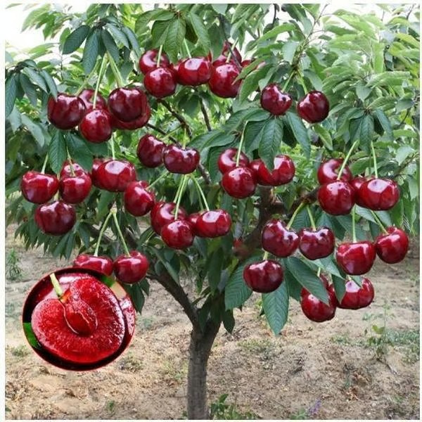 🎁 SPECIAL GIFT FOR GARDEN LOVERS 🍒 Grow Your Own Cherry Tree at Home – Perfect for Any Space thumbnail 3