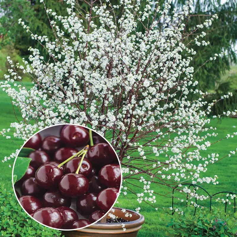 🎁 SPECIAL GIFT FOR GARDEN LOVERS 🍒 Grow Your Own Cherry Tree at Home – Perfect for Any Space thumbnail 5