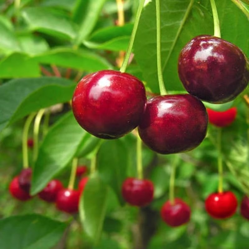 🎁 SPECIAL GIFT FOR GARDEN LOVERS 🍒 Grow Your Own Cherry Tree at Home – Perfect for Any Space thumbnail 11