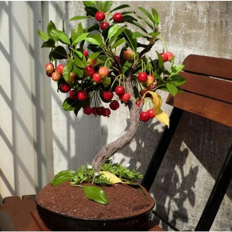 🎁 SPECIAL GIFT FOR GARDEN LOVERS 🍒 Grow Your Own Cherry Tree at Home – Perfect for Any Space thumbnail 12