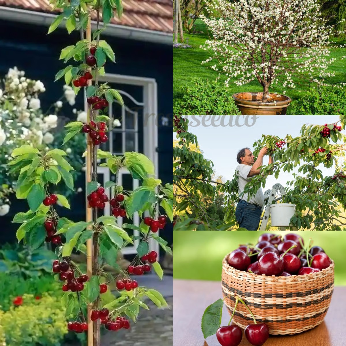 🎁 SPECIAL GIFT FOR GARDEN LOVERS 🍒 Grow Your Own Cherry Tree at Home – Perfect for Any Space thumbnail 4