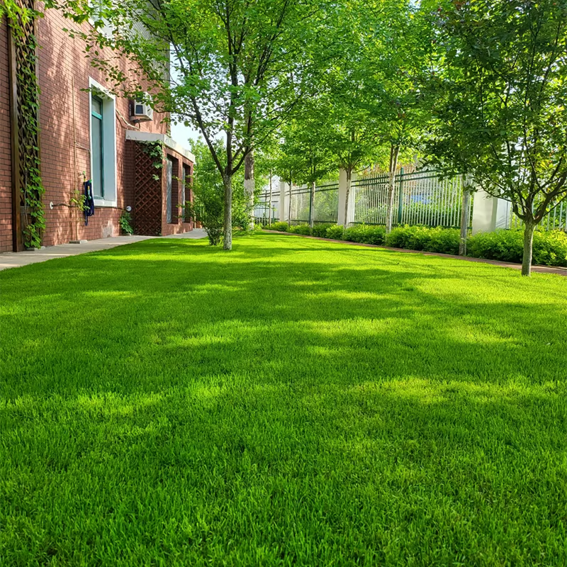 🔥 Summer Sale 50% OFF | 🌱2026 Evergreen Dwarf Grass Seed | For Four Seasons thumbnail 2