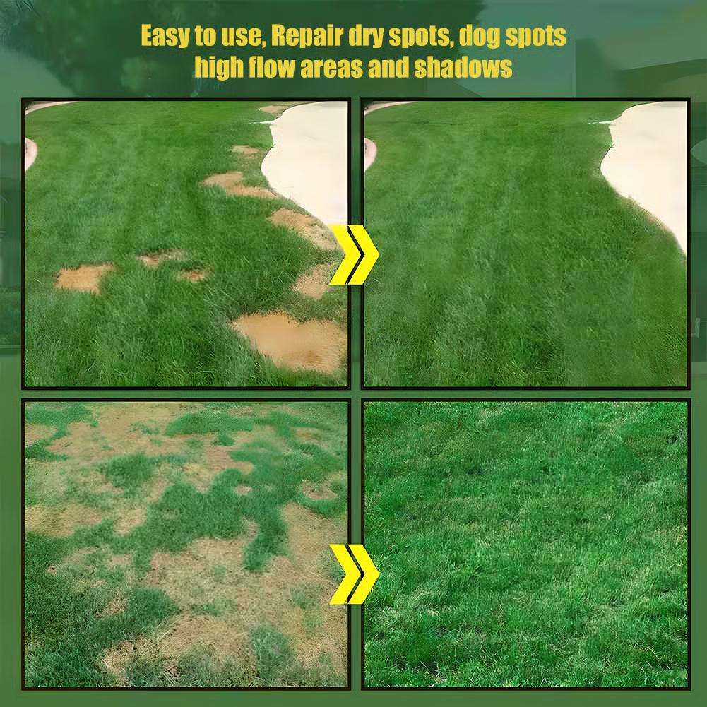 🔥 Summer Sale 50% OFF | 🌱2026 Evergreen Dwarf Grass Seed | For Four Seasons thumbnail 3