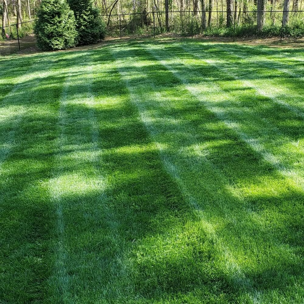 🔥 Summer Sale 50% OFF | 🌱2026 Evergreen Dwarf Grass Seed | For Four Seasons thumbnail 4