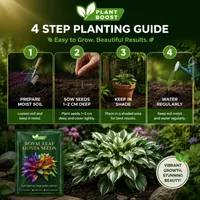 🔥🔥Hot Deal Summer SALE OFF UP TO 60% Premium Rare Hosta Seeds thumbnail 5