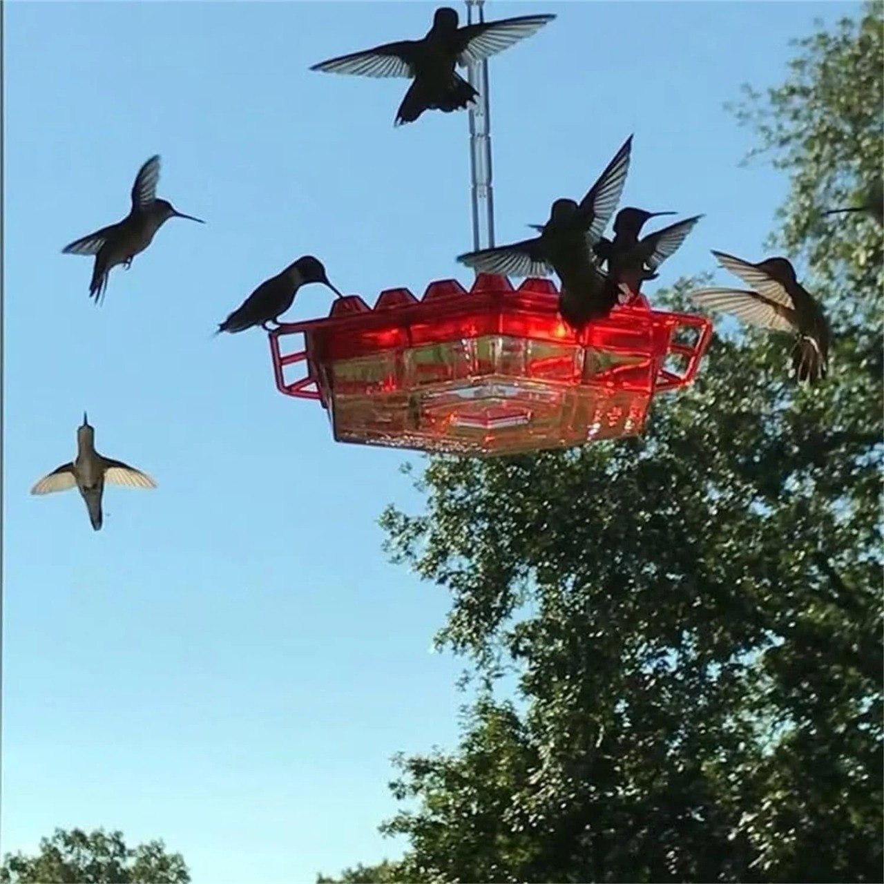 ✨Hummingbird Feeders for Outdoors Hanging thumbnail 4