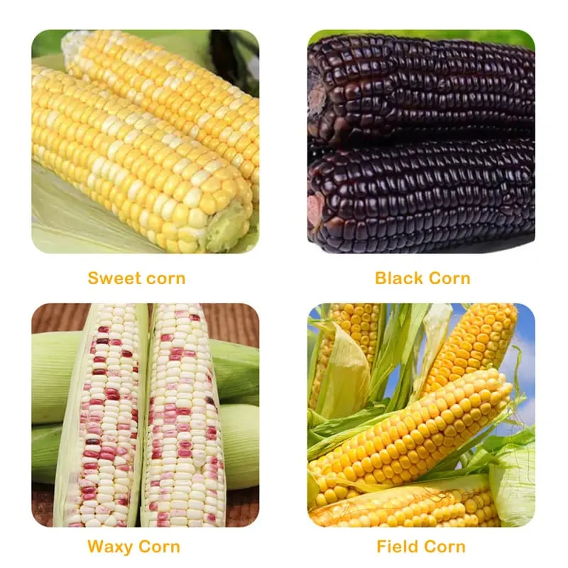 🔥🔥Hot Deal Summer SALE OFF UP TO 60%🔥🌽Corn Kernel Peeler – Easy Corn Cob Stripper for Quick Kernel Removal🔥 thumbnail 5
