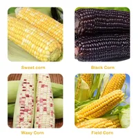 🔥🔥Hot Deal Summer SALE OFF UP TO 60%🔥🌽Corn Kernel Peeler – Easy Corn Cob Stripper for Quick Kernel Removal🔥 thumbnail 5