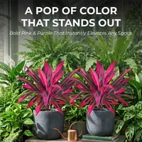 🔥Last Day 50% OFF🔥Artificial Dragon’s Blood Tree Plants thumbnail 4