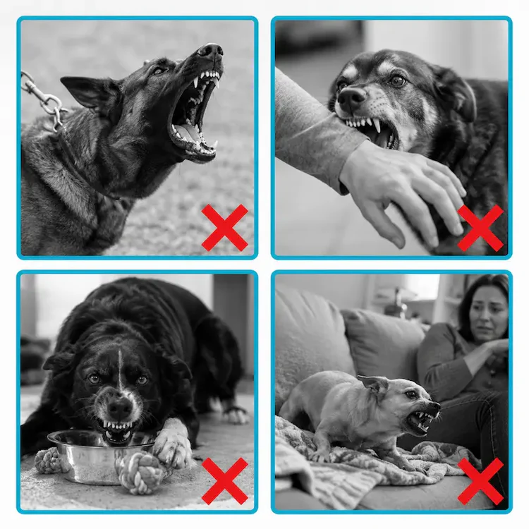 Ultrasonic Anti-Barking Device: Instantly restore silence to your home 🔇🐶 thumbnail 2