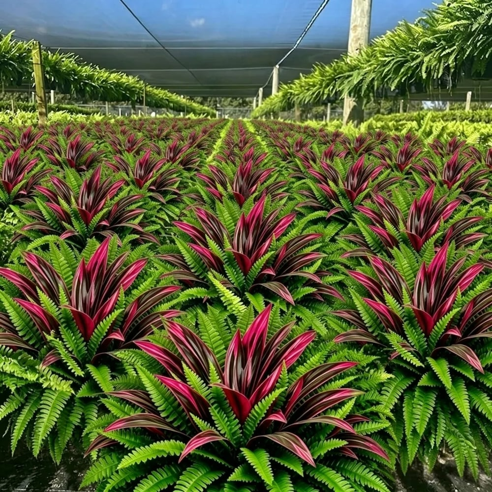 🔥LAST DAY SPECIAL 50% 🌿UV-Resistant Artificial Fern & Red Dracaena Decorative Plants – Full, Lush & Fade-Resistant! thumbnail 8