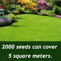 🌱2026 Evergreen Dwarf Grass Seed | For Four Seasons thumbnail 6