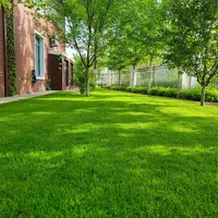 🌱2026 Evergreen Dwarf Grass Seed | For Four Seasons thumbnail 2