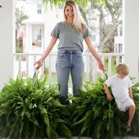 🔥 On Sale Only Today 🌱 UV-Resistant Lifelike Artificial Boston Fern (38 leaves 1 branch) thumbnail 4