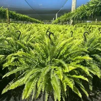 🔥 On Sale Only Today 🌱 UV-Resistant Lifelike Artificial Boston Fern (38 leaves 1 branch) thumbnail 3