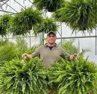 🔥 On Sale Only Today 🌱 UV-Resistant Lifelike Artificial Boston Fern (38 leaves 1 branch) thumbnail 2