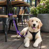 💥LAST DAY 50% OFF✨2-in-1 Dog Car Seat Belt & Walking Leash thumbnail 9